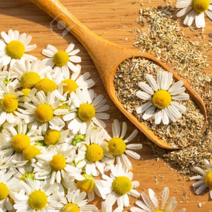 CHAMOMILE