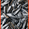 SUN FLOWER SEEDS - Image 3
