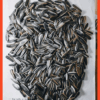 SUN FLOWER SEEDS - Image 4