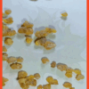 ARABIC GUM - Image 2
